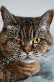 Domestic Cat for Sale - Friendly & Healthy